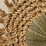 Omikron