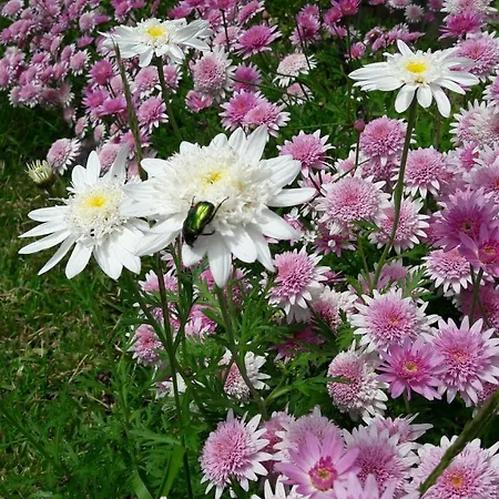 Dom wakacyjny Omikron *