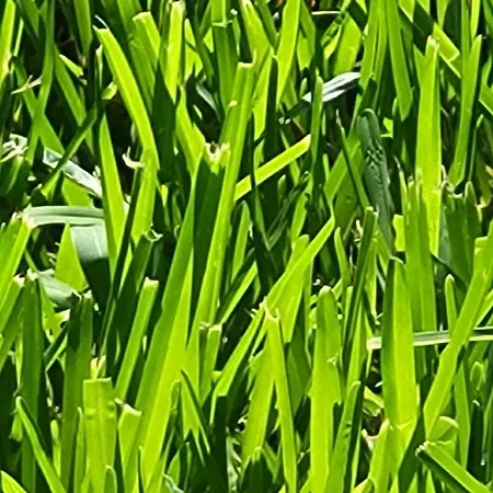 Omikron Casa de Férias