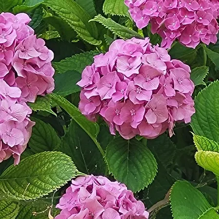 Omikron Casa de Férias