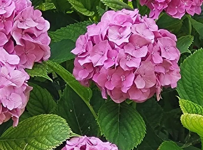 Omikron Hébergement de vacances